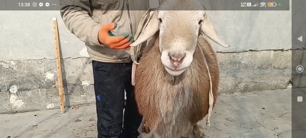 Арашан Кучкор зотли