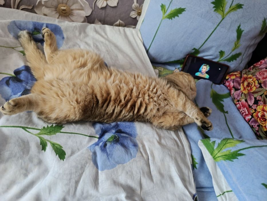 Кошка вислаушка стерельная