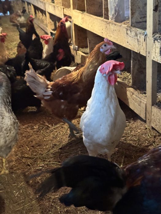Куры- несушки домашние