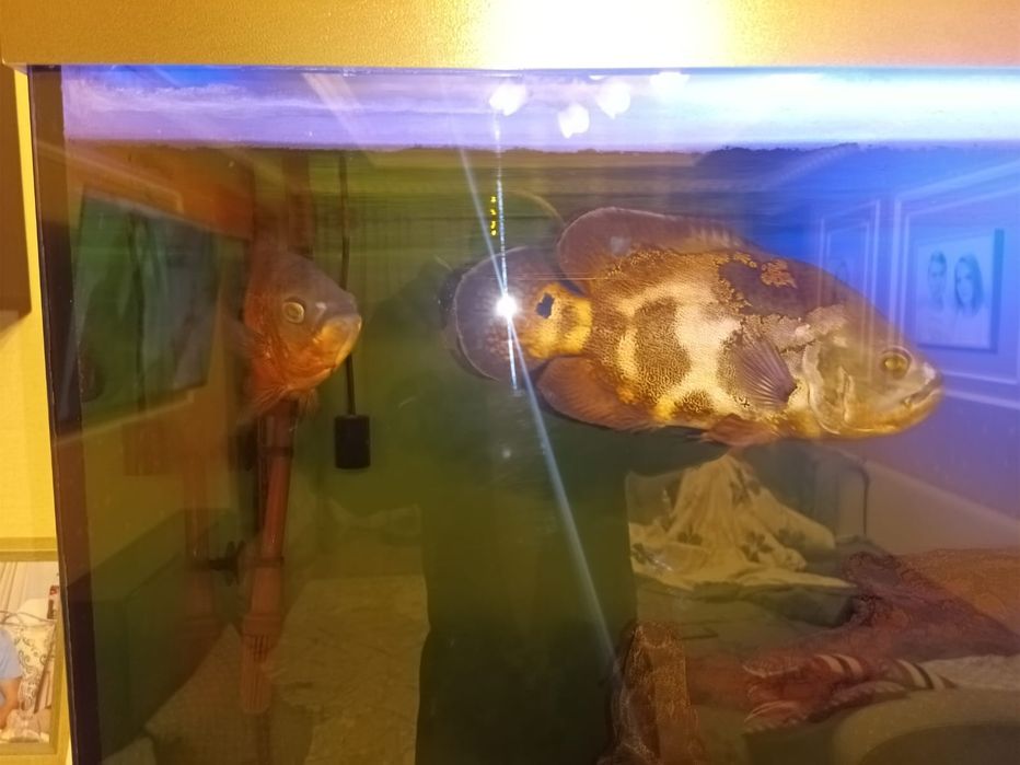 Продам Аквариум.