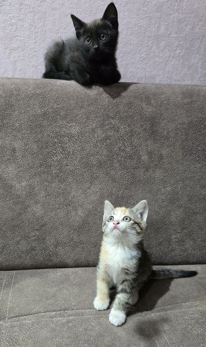 Котята.2 - девочки.