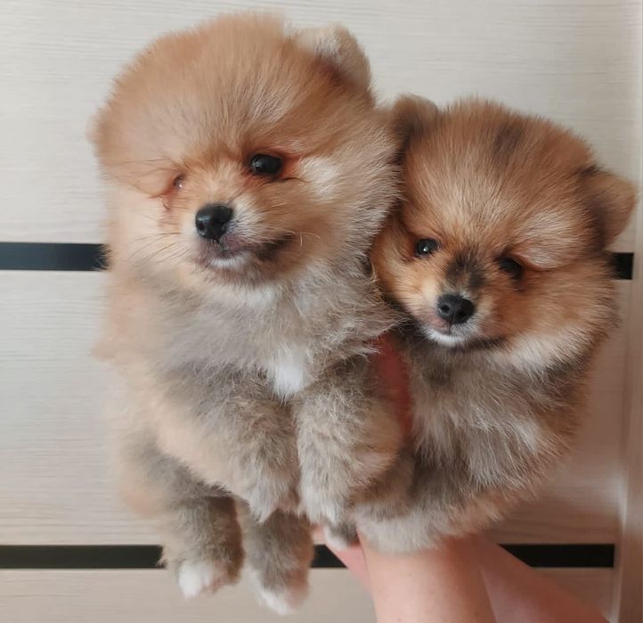 Продажа щенков шпиц