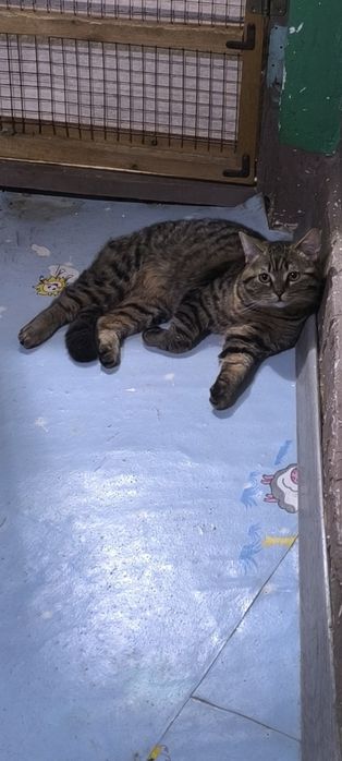 Котята Ищем хорошие руки для породистых котиков.