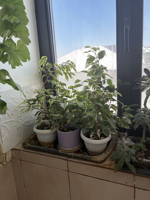 Цветы комнатные разные