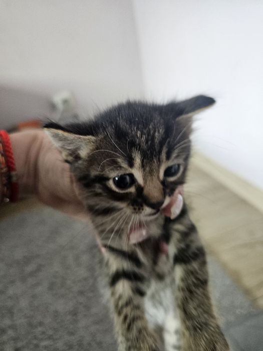 Отдам котят в хорошие руки