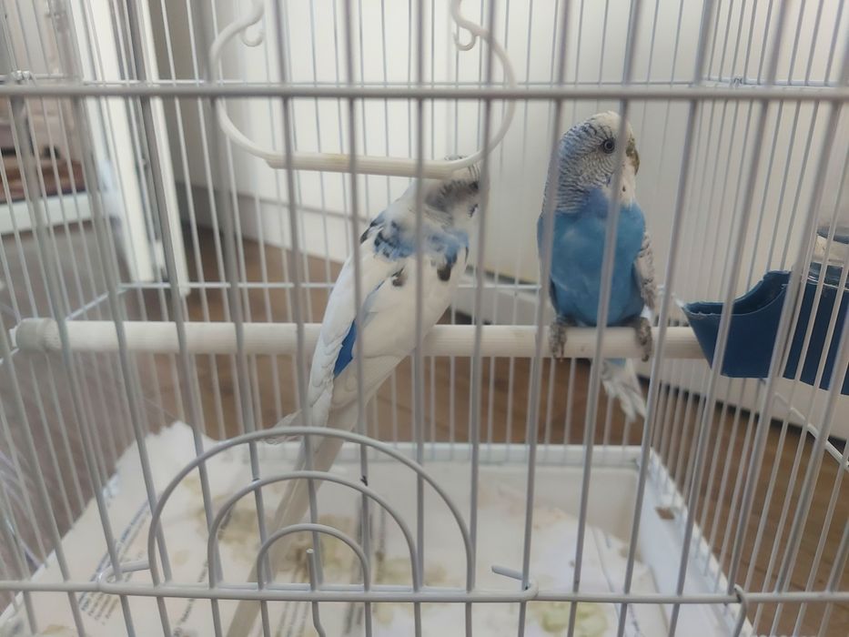 Волнистый попугай пара