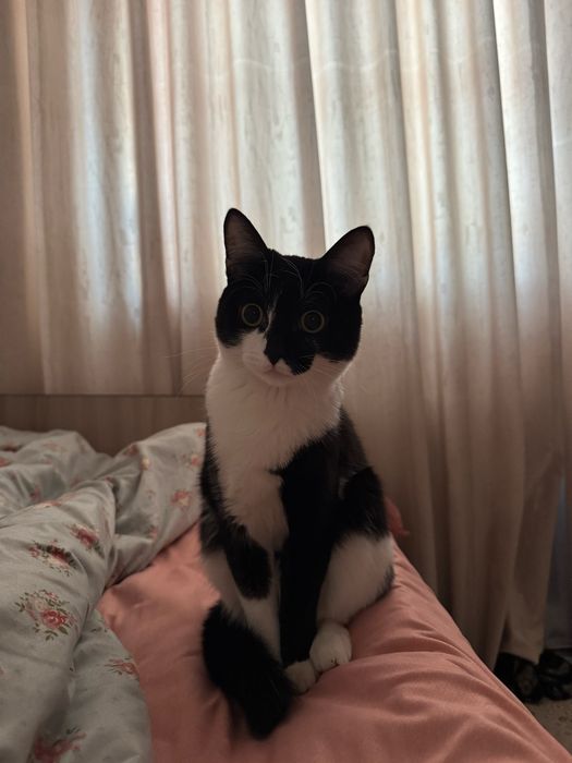 Отдам кота в добрые руки