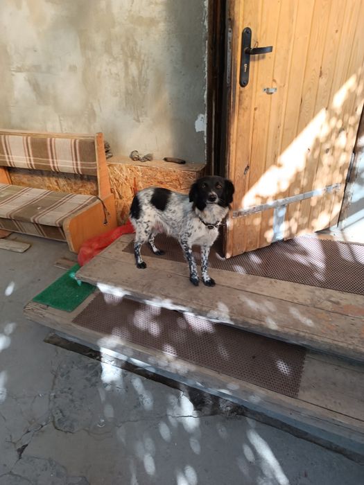 Щенки месячные,подкидыши