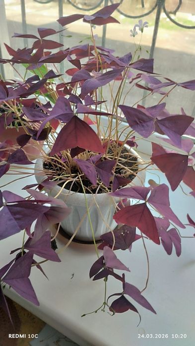 Алиандр, спатифиллум и бабочку продам