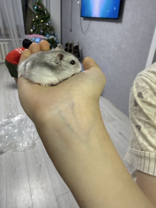 Продам двух хомячков очень милые и красивые