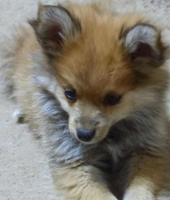 Vind pui Pomeranian