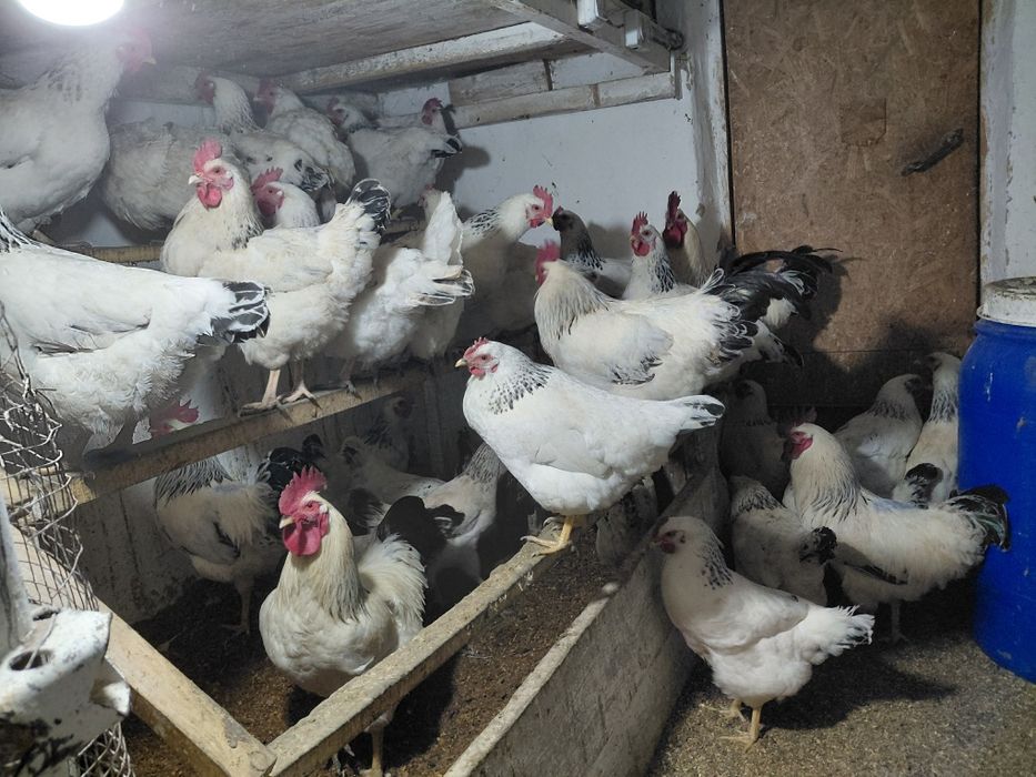 Адлер серебристый инкубационный яйцо