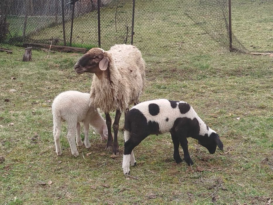 Три броя овце с три агнета