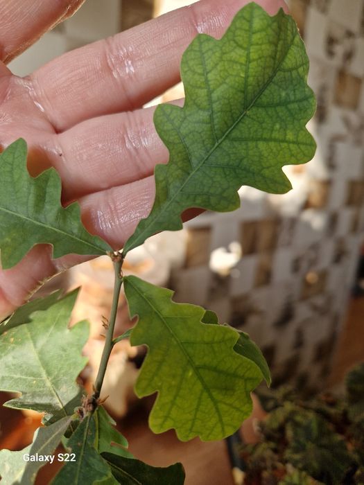 Продам саженец дуба.