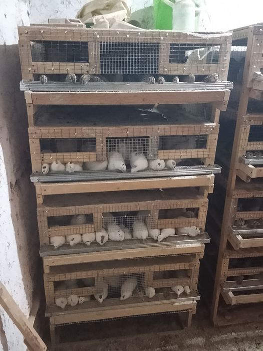 Bedana makiyoni tuhum tugyabdi