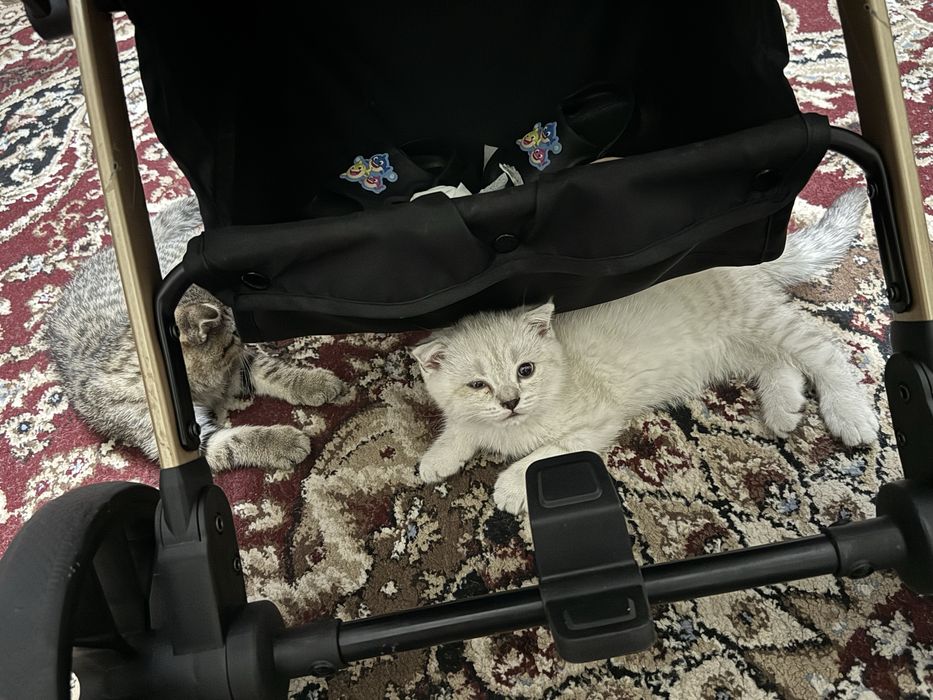 Продаются котята скотиш фолд и серебристая шиншилла