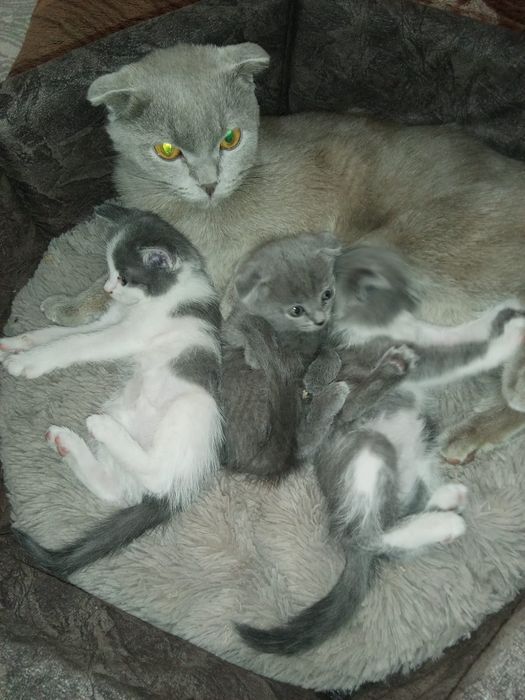 Веслоухая 3 котят
