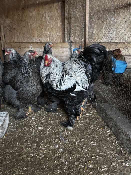 Ouă incubat/ păsări de rasă