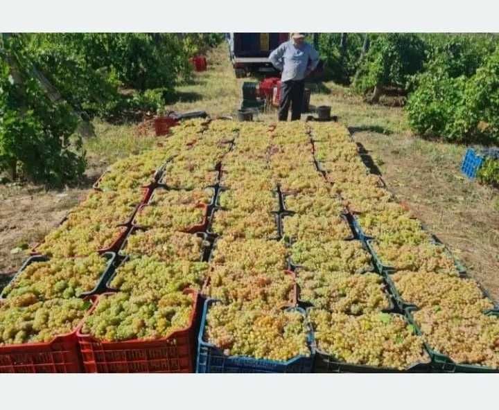 Vand Struguri de  Vin