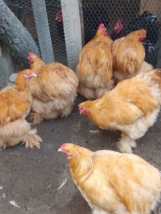 Cochinchina galben cocosi 2026