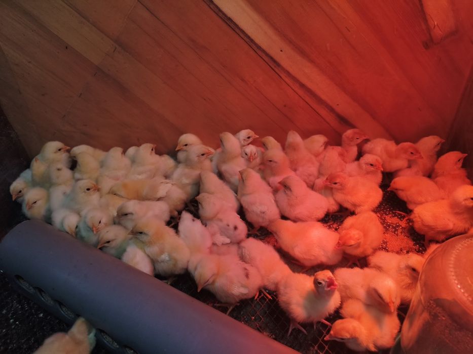 Продам цыплят несушек