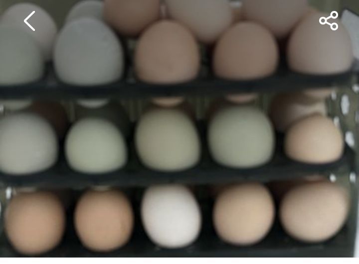 Продам яйца домашнее