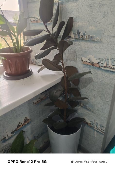 Цветы10штук с гарантиец