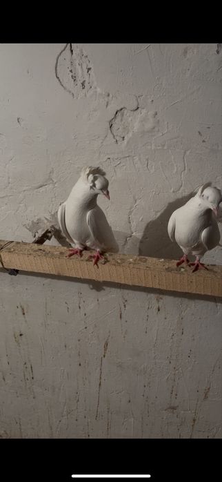 Пара бакинцы шикарные