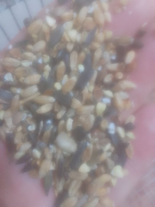 ОТХОДЫ Полова Отруби Овёс