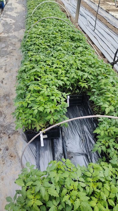 Разсад пикирани домати