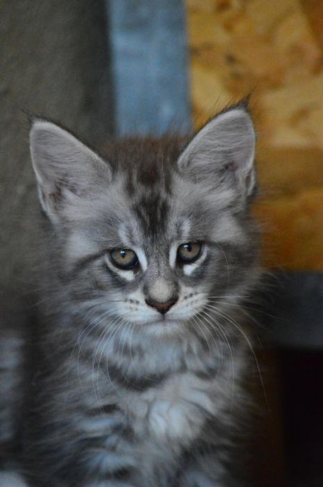 Maine Coon felisa FIFe