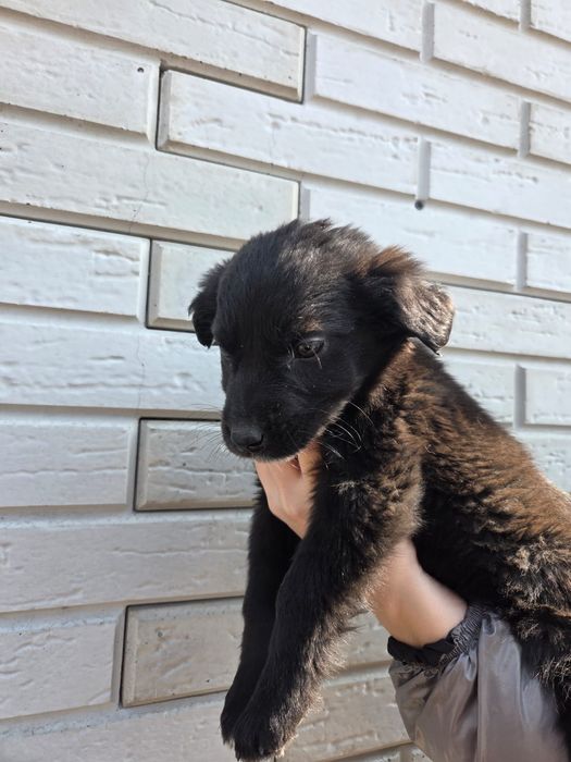 Две малышки ищут свой дом