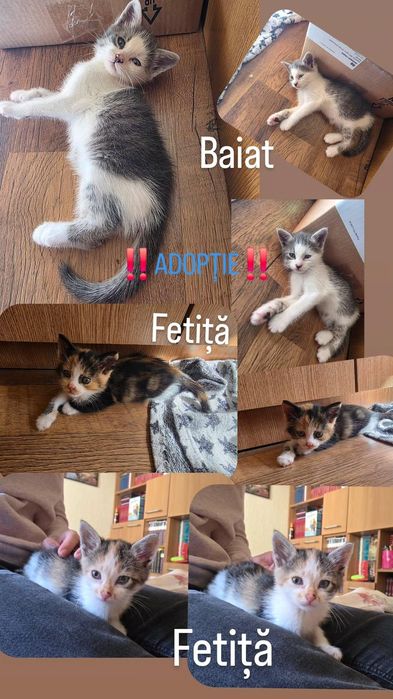 DONAȚIE  pui de pisicuța