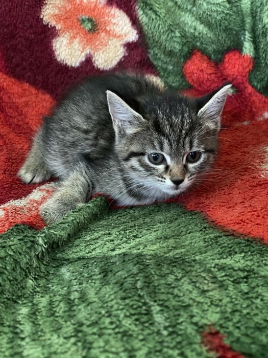 Hadiya. Отдам в добрые руки