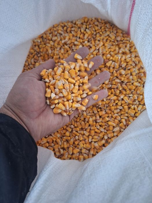 Cereale Porumb Grau Orz Ambalat in saci de 40 kg 1,25kg