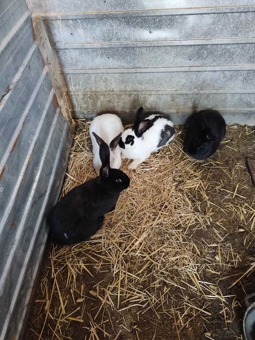 Iepuri fluture german