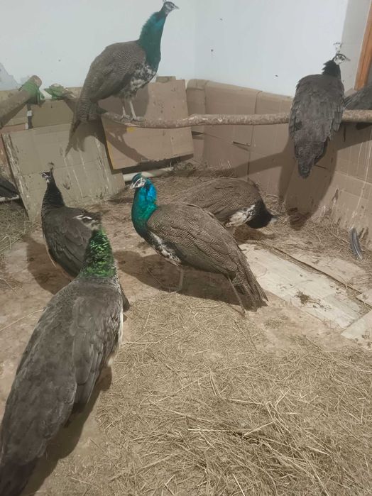 Павлины индийские