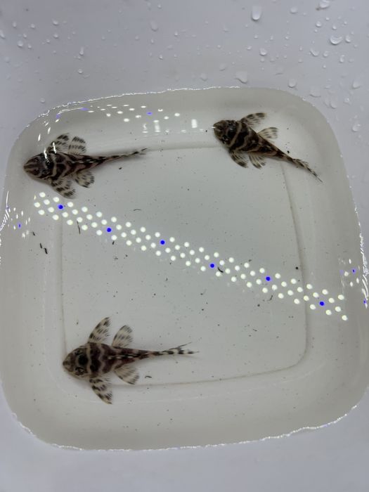 L333 gold,L333 albino,L401 ,L236 SW и SY