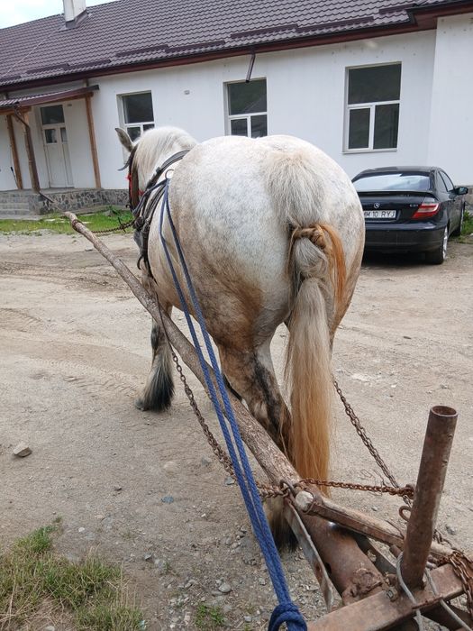 Iapa de 6 ani gestanta