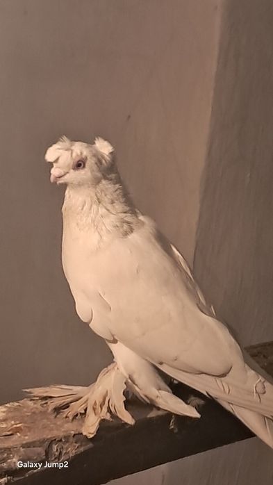 Голуби продаётся пора гульбадам самец соч Голубка продаётся