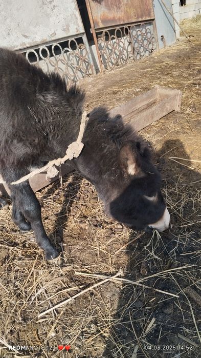 Продам ишака ни дорого