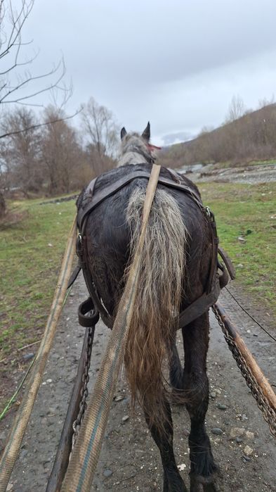 Vând sau schimb iapa de 5 ani