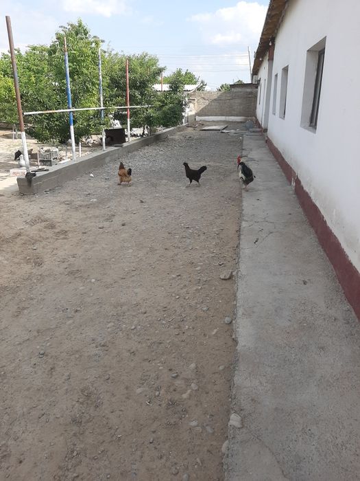 Тауықтар сатылады