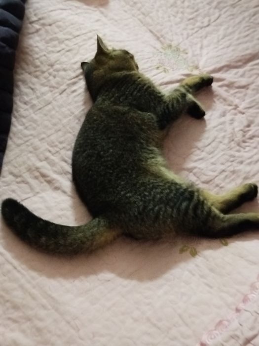 Шиншила залатой сотилади