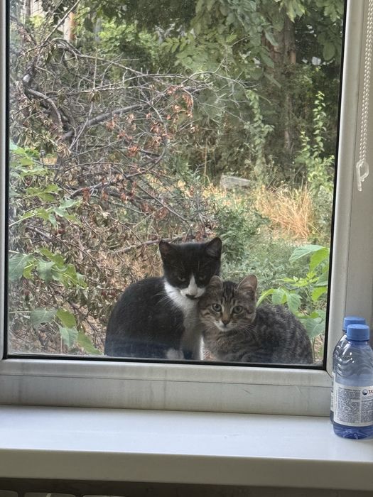 Отдам котят в добрые руки
