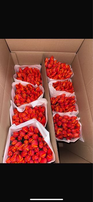 Тюльпаны Экибастуз по 800-850