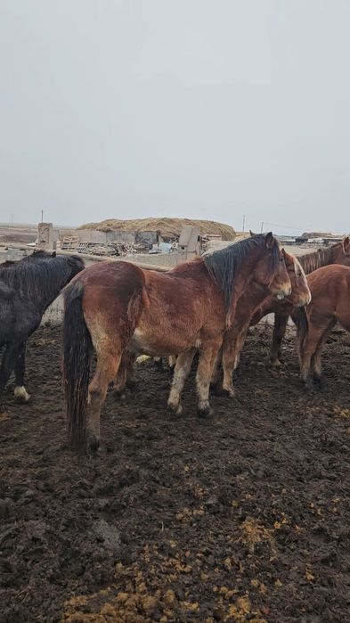 Айгырлар сатылады
