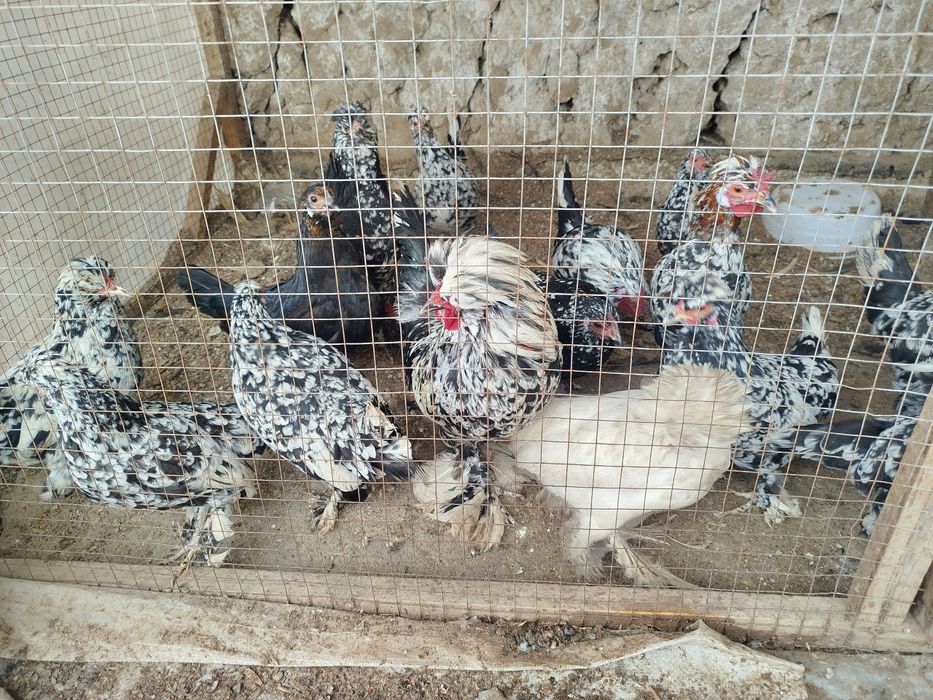 Yapon  juja tovuqlar