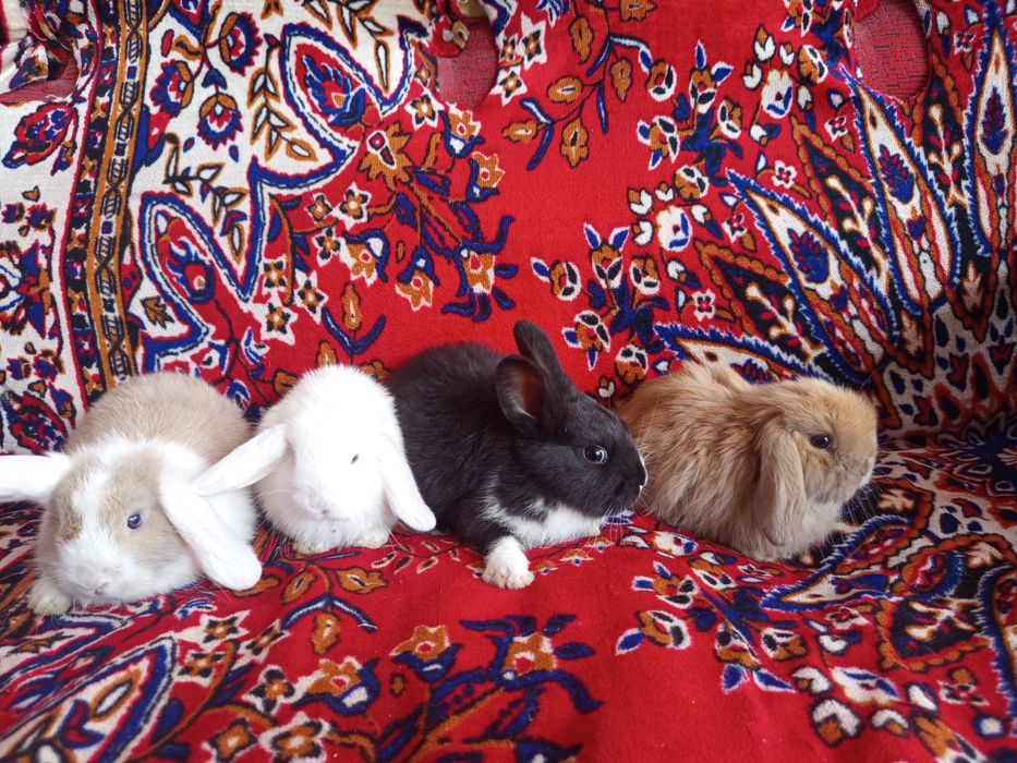 Карлик куенчалар сотилади.35.. 40 кунликлар.4 Таси СПЛИТ.4 та  панда