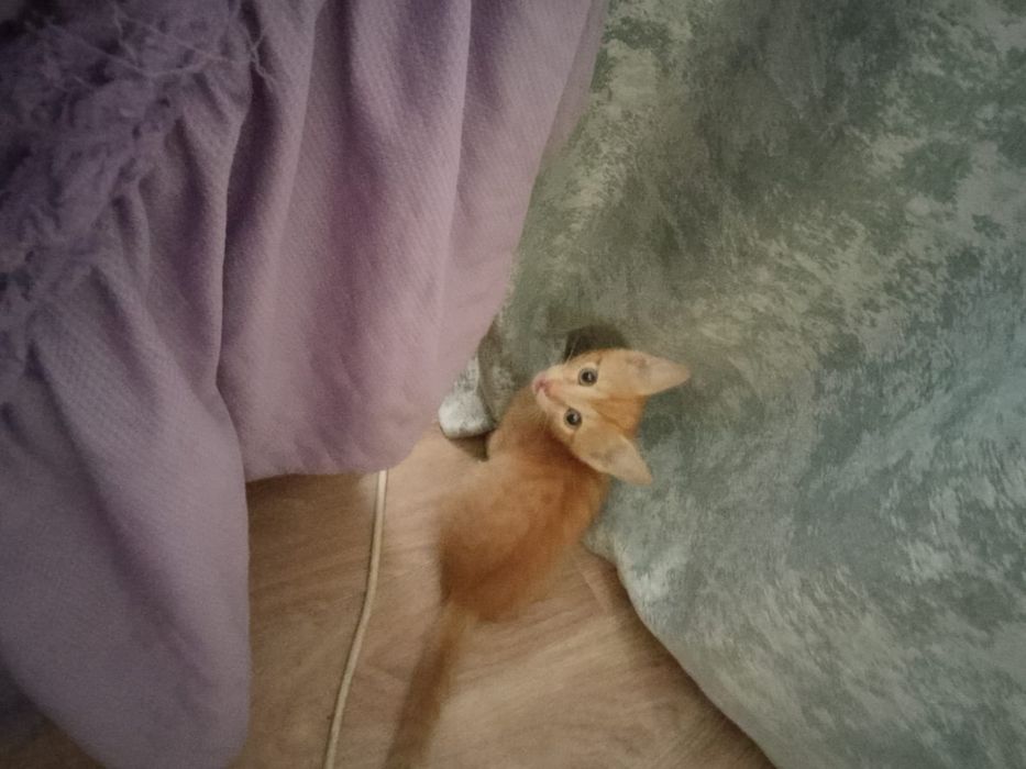 Отдам котёнка девочка